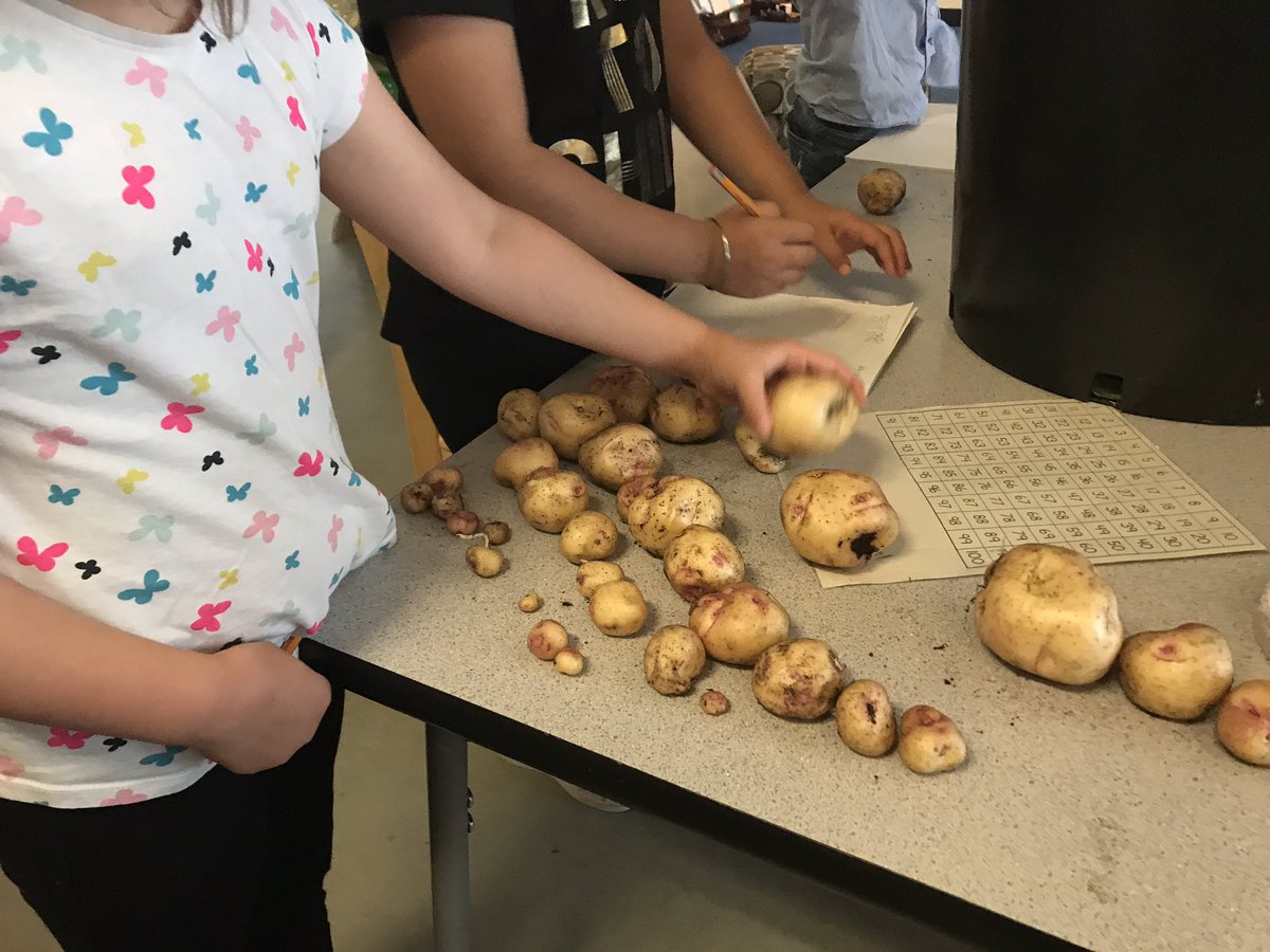 david_harel's tweet image. What better time to practice our counting than at potatoe harvesting time! #countingcollections #spudsintubs tomorrow we cook them! @sd38learn @bridgebulldogs