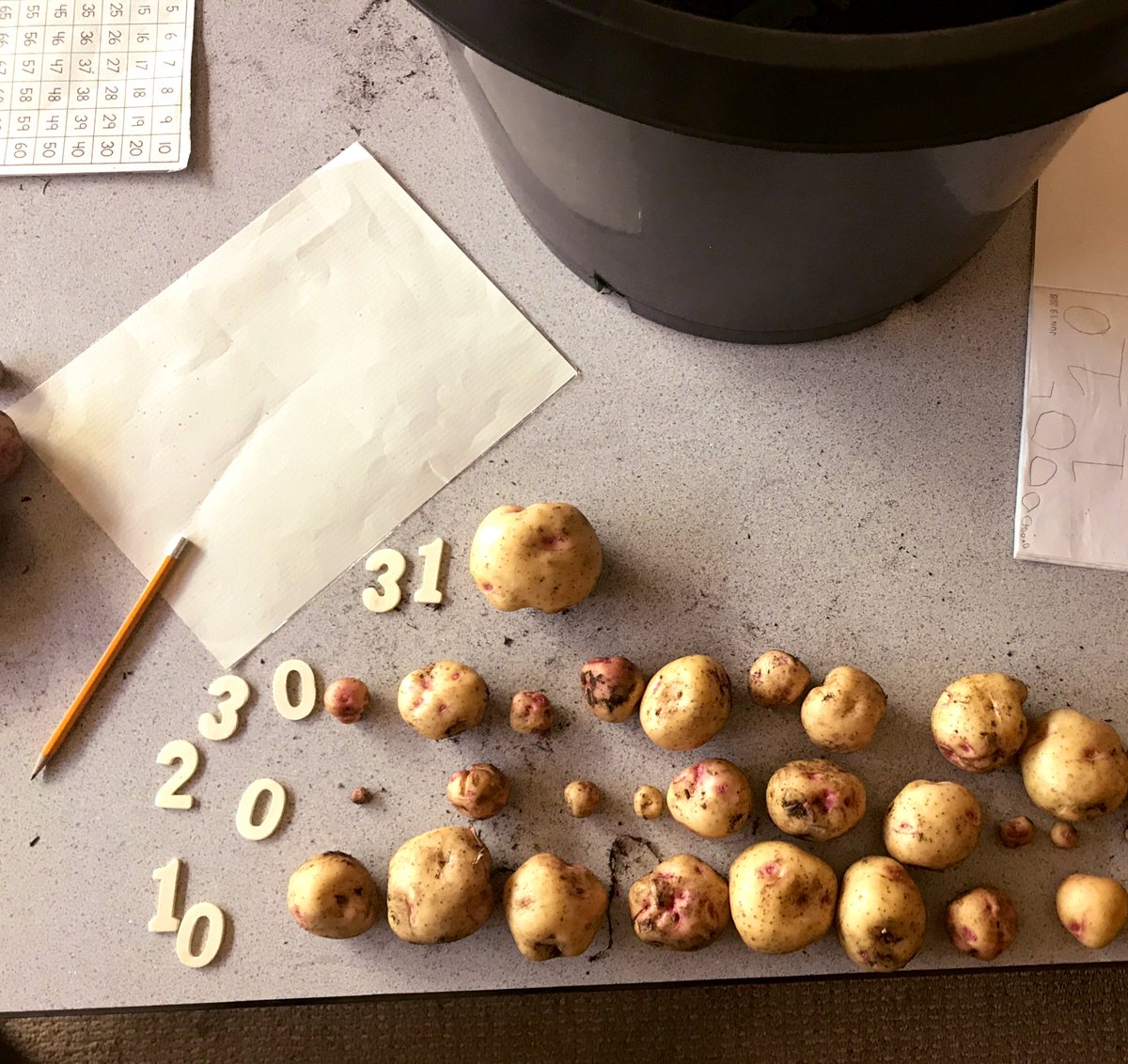 david_harel's tweet image. What better time to practice our counting than at potatoe harvesting time! #countingcollections #spudsintubs tomorrow we cook them! @sd38learn @bridgebulldogs