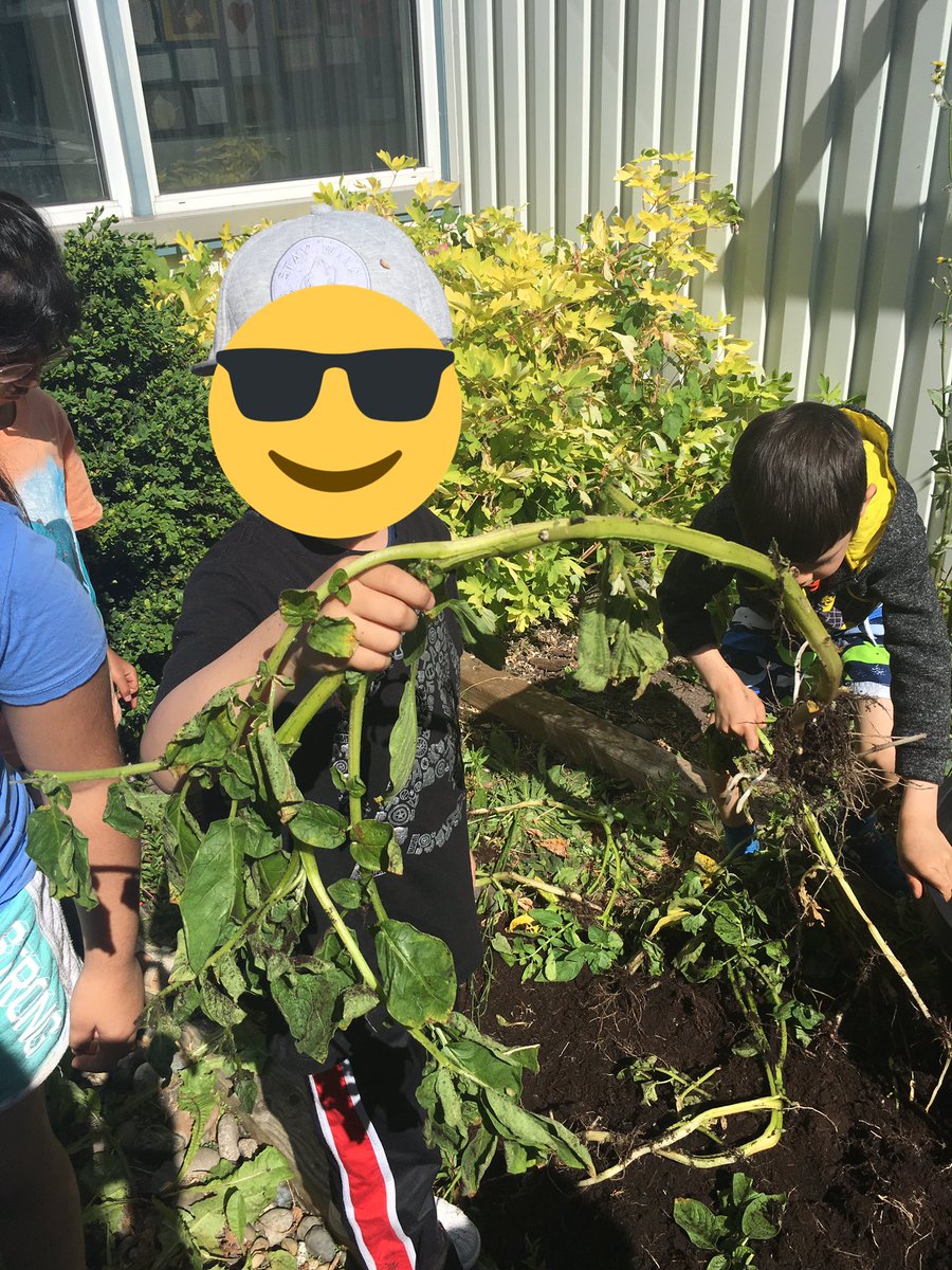 david_harel's tweet image. What better time to practice our counting than at potatoe harvesting time! #countingcollections #spudsintubs tomorrow we cook them! @sd38learn @bridgebulldogs