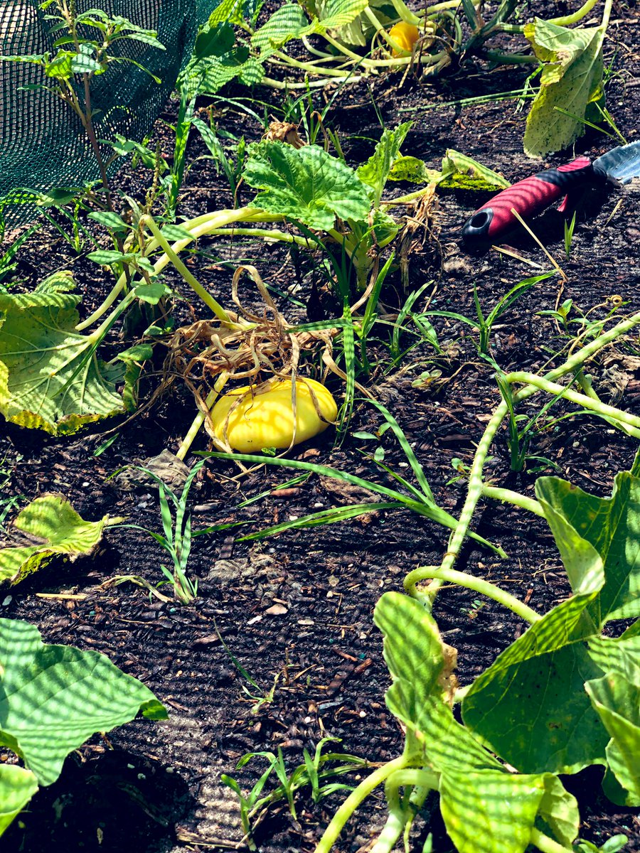 SaraYRodrigu3z's tweet photo. Today’s work was hard but, look at these 💎s.... my job included weeding, watering, covering, and capturing these amazing photos!! My butterfly garden is attracting🦋 😍🙌🏼 so excited!! #Melons #Squash #Butterflies #SunTunnels #HoustonIsHot #NotTodayBirds #TeachersOnSummerBreak https://t.co/kqNFEF3bTC