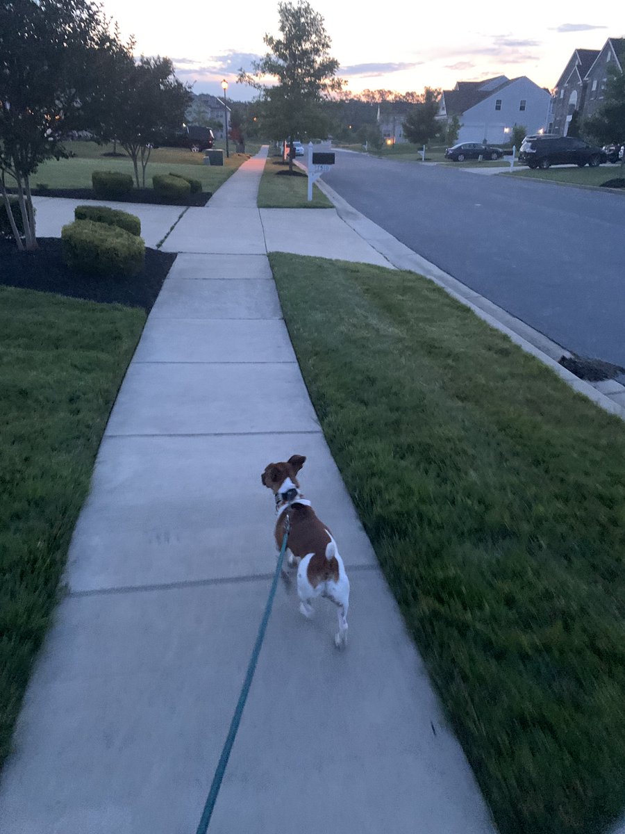 phatterri's tweet image. When you can’t run, walk the dog