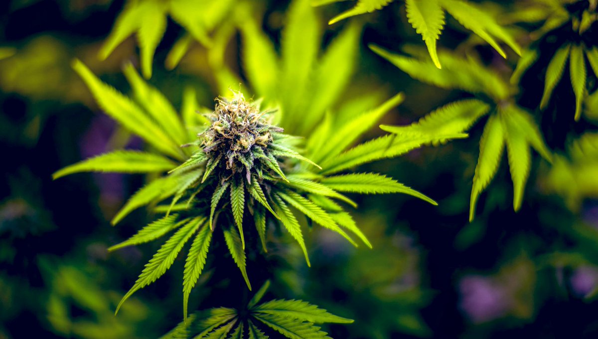 TheDabSpot's tweet photo. @LaderaFarmsWa 💚 https://t.co/9JZOh0VbDo