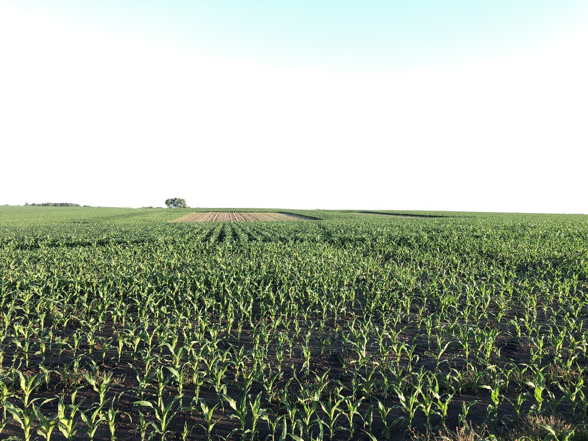 Randy Knutson tweet media