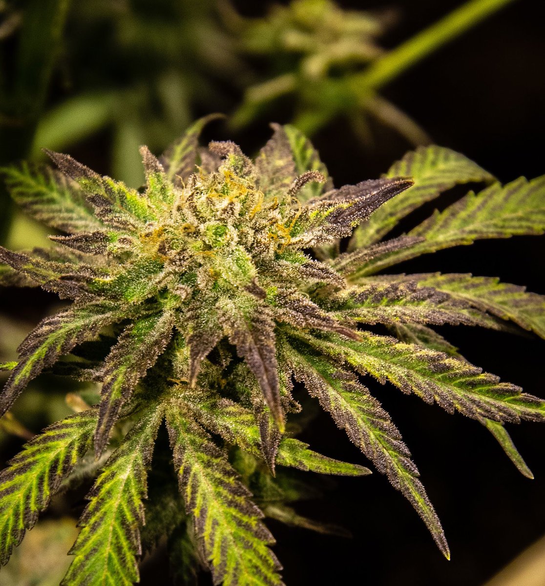 LaderaFarmsWa's tweet photo. Like a chocolate and vanilla swirled ice cream cone 🍦...a purple and green mixed nug is the best💚💜
.
#ladera #laderafarms #cannabis #i502 #washingtonstate #washingtonweed #purps #trichomes https://t.co/tACjP6Ys0d