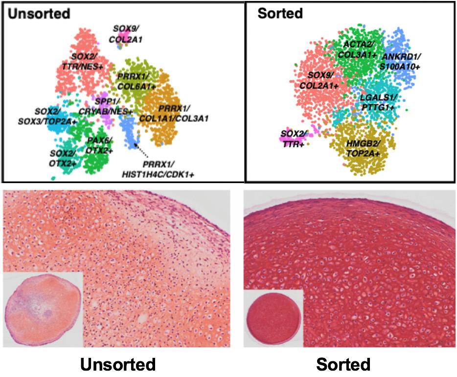 Farsh_G's tweet image. Excited for a new preprint today led by Amanda Dicks &amp;amp; Chia-Lung Wu! Using our CRISPR-generated reporter iPSC line, they identified cell surface markers that define chondroprogenitors and showed by scRNAseq that we can greatly enrich chondrogenesis.
biorxiv.org/content/10.110…