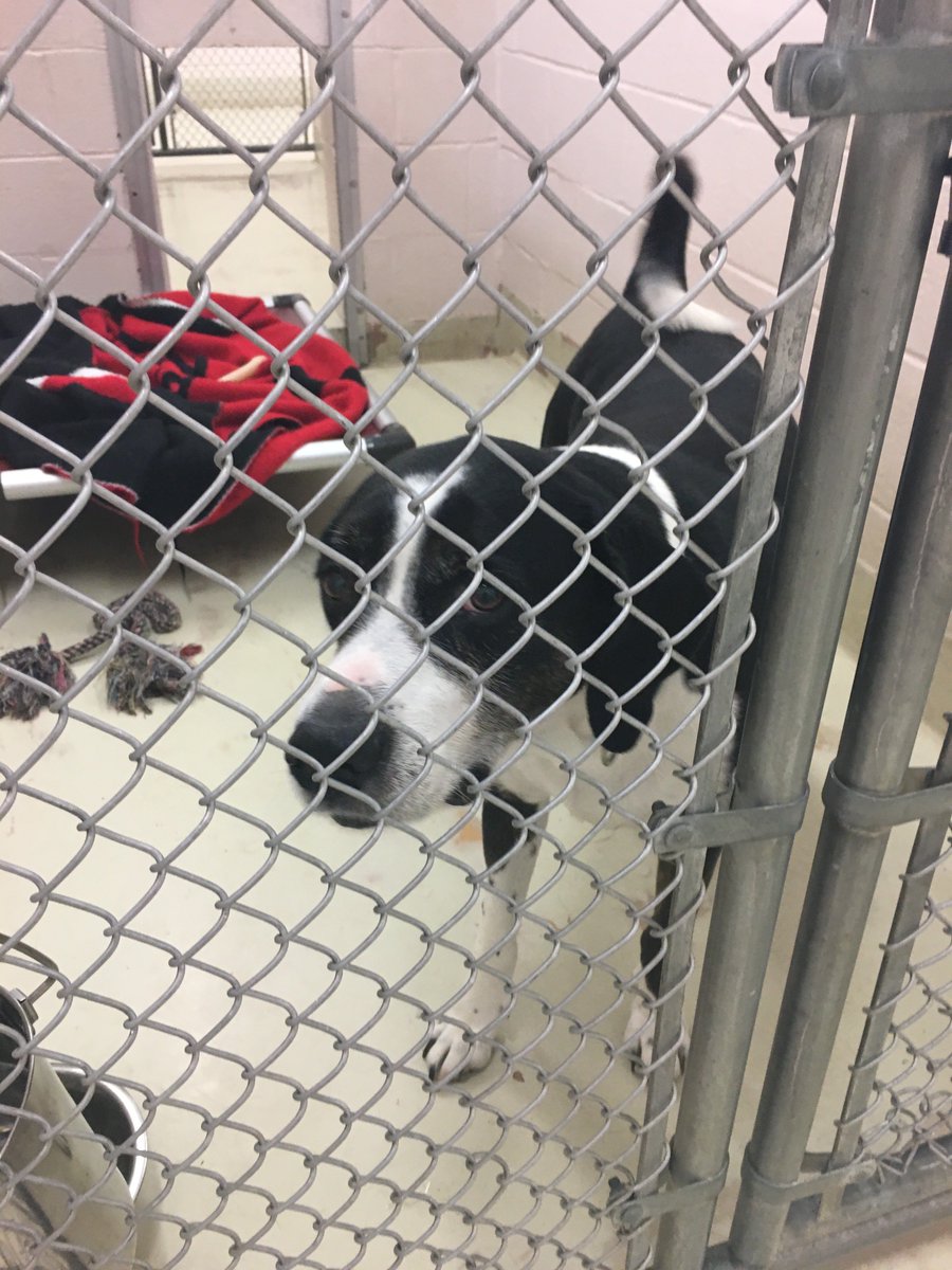 ACDiTechnology's tweet photo. We wrapped up our #ipccares initiative today with a delivery to the Frederick Animal Shelter. And we met some friends. @IPCassociation https://t.co/oeZFuh4gPV