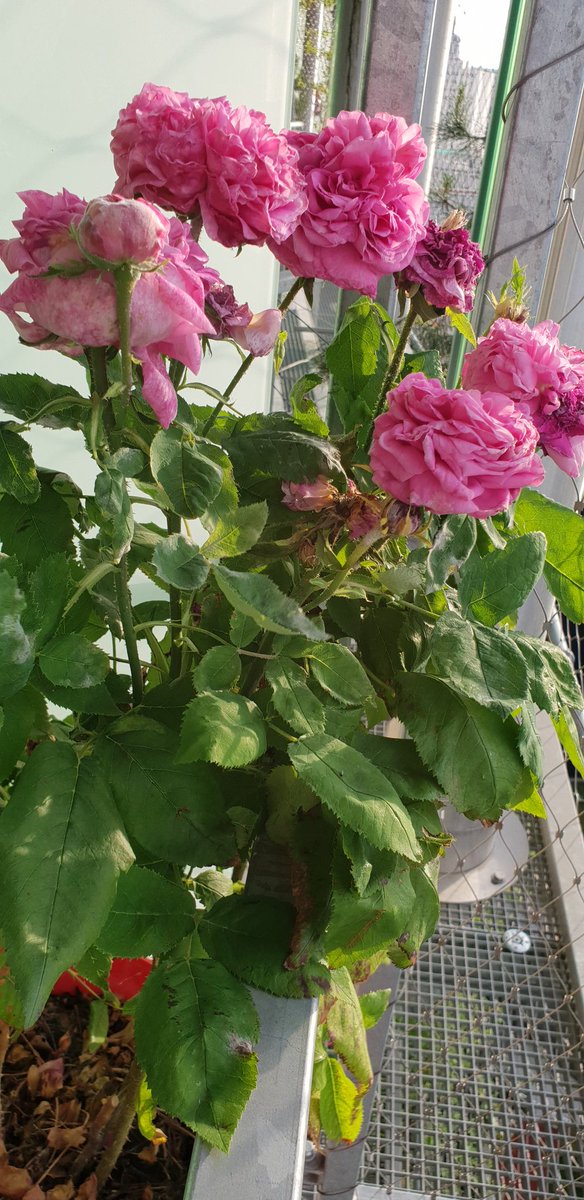 Norbert75013's tweet photo. Je respire sur mon balcon https://t.co/FHyZPonclH