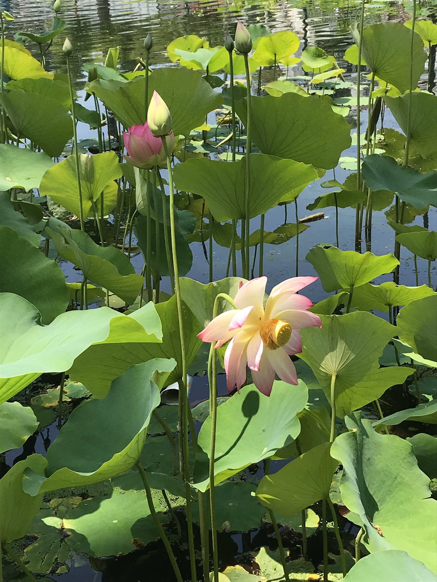 LAWalkingTours's tweet photo. The lotuses are just starting to bloom in Echo Park Lake! Come check them out with us on our “Echo Park- Queen of the Angels” walking tour, this Sunday, June 23rd at 10 am! Tickets on Eventbrite #echopark #LAtours #discoverLA https://t.co/YMavNT3XrY