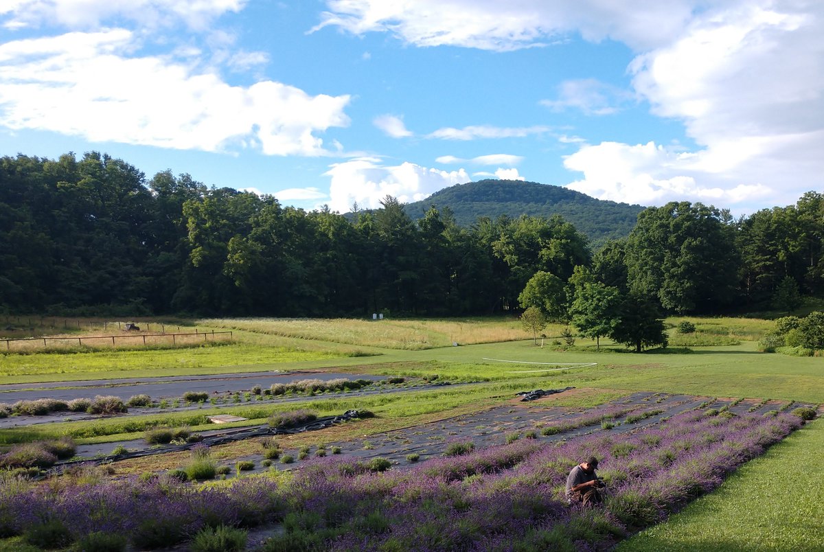 MoCoOAG's tweet photo. June is lavender month! Our County is home to Soleado Lavender Farm, which provides culinary lavender, essential oil, cut/dried flowers, and other lavender products. Check their website for a list of events and plan a visit in June! https://t.co/v7Rh0w0w43
#lavender #MoCo #farm https://t.co/wDkecDMCR3