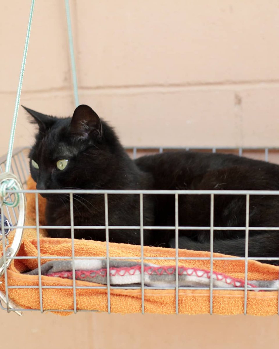 ProtectoraGranollers tweet media