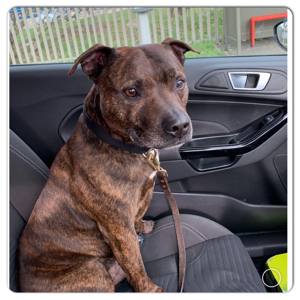dotslondon's tweet photo. 🚨URGENT 🚨 
We’ve a dog on the street registered with us whose been stolen. 
The man who took Marley Is known to the owner who offered to take his dog for a short walk this morning and has not returned &amp; all his street belongings now gone to! Please RT 
https://t.co/5DUonfhxN8 https://t.co/0rC0ZqgIfL