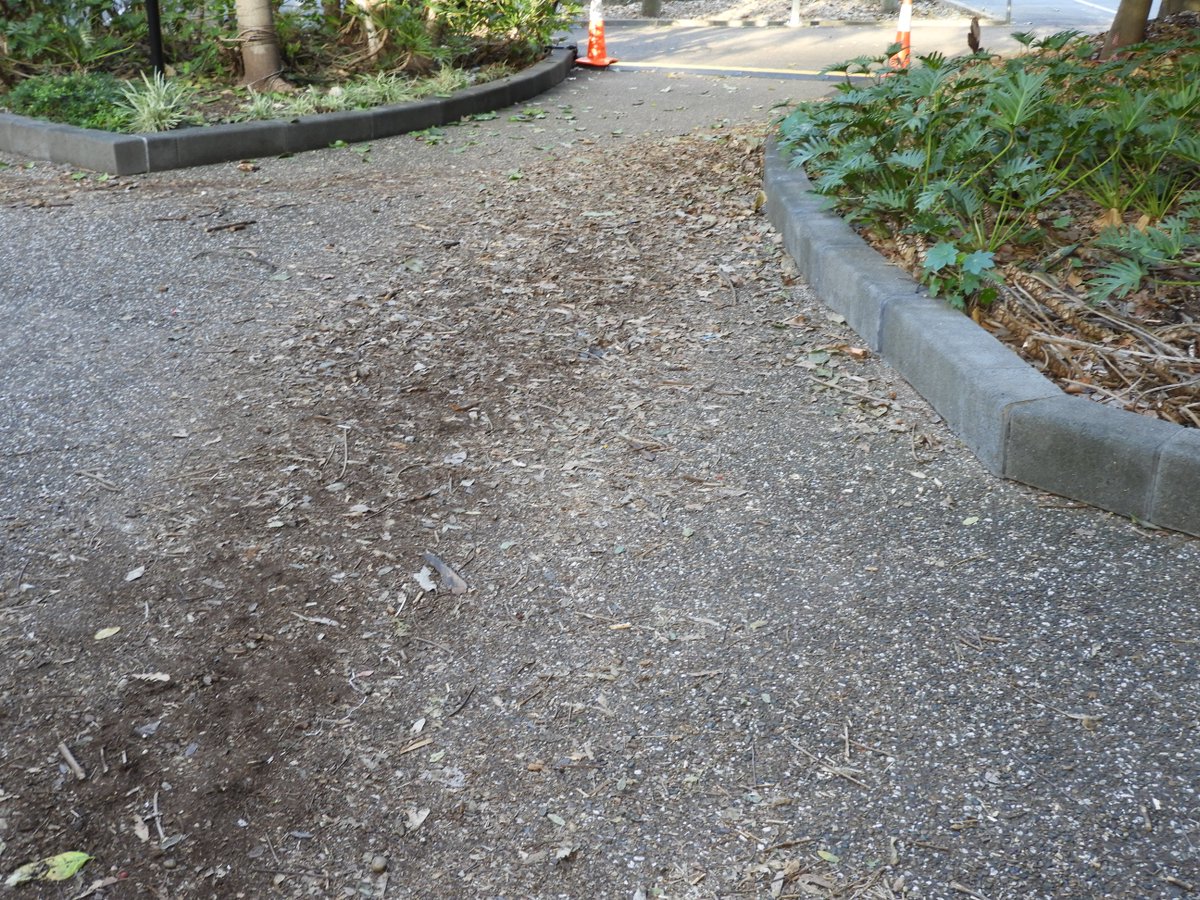 UQ_News's tweet photo. On the #turkeytrail at #UQ. Quite some work in this one. https://t.co/on0LTxswzi