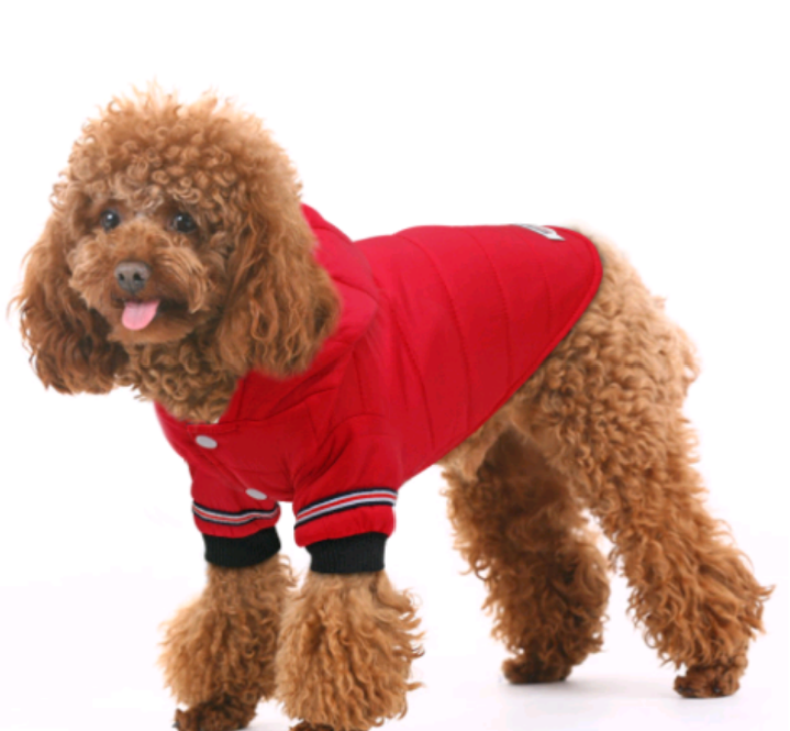 JoJosWorldStore's tweet image. Warm Hooded Dog Vest Jacket🐾

Available at: jojos-world.com
_______
#freeshipping✈ #dogsgetcoldtoo #instadog #dogshoponline #dogs #onlineshopph #dogsclothes #freeshipping #dogsshopping #ilovemydog #freeshipping✈🌍 #onlineshopindo #dogshopper #TeamJoJosWorld