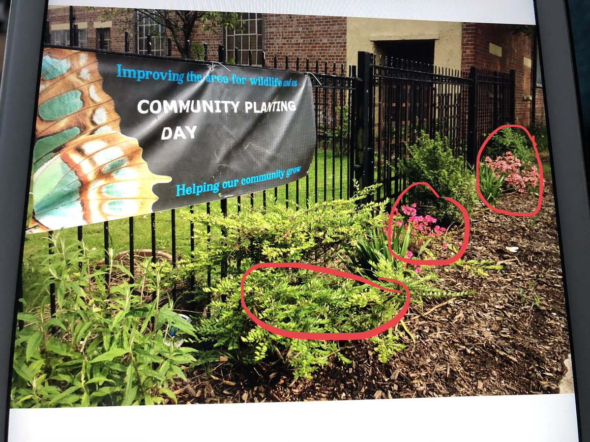 Neighbourly Gardening Projects (@neighbourlyp) on Twitter photo Mmmmm....some crappy news we had some of our large plants stolen from the <a href="/UoMSust/">UoM Sustainability</a> supported wildflower section last night.We saved these shrubs from gardens that got destroyed for public car parking spaces. Residents worked hard digging these up. why steal community plants? 🤷🏽♀️ Mmmmm....some crappy news we had some of our large plants stolen from the <a href="/UoMSust/">UoM Sustainability</a> supported wildflower section last night.We saved these shrubs from gardens that got destroyed for public car parking spaces. Residents worked hard digging these up. why steal community plants? 🤷🏽♀️