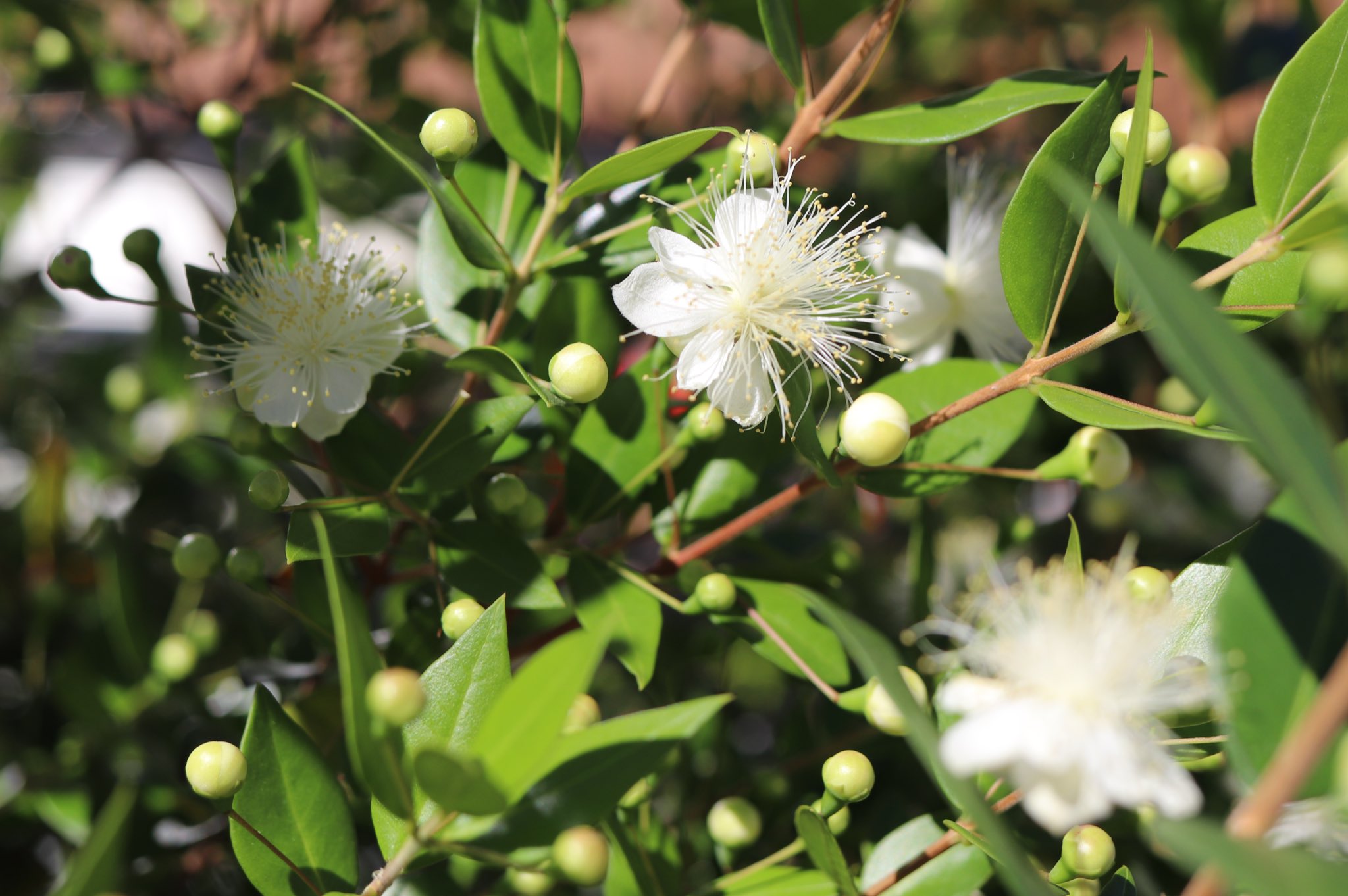 Eri 白い花はフトモモ科 マートル ギンバイカ 銀梅花 銀盃花 蕊の可憐なこと 蕾や花の形 葉の艶や樹形まで円満で穏やかな雰囲気 ジューンブライドのブーケにも使われるお花だそう ハーブの木 Mytle Myrtus Myrtaceae Flowers 駅前広場花壇にて
