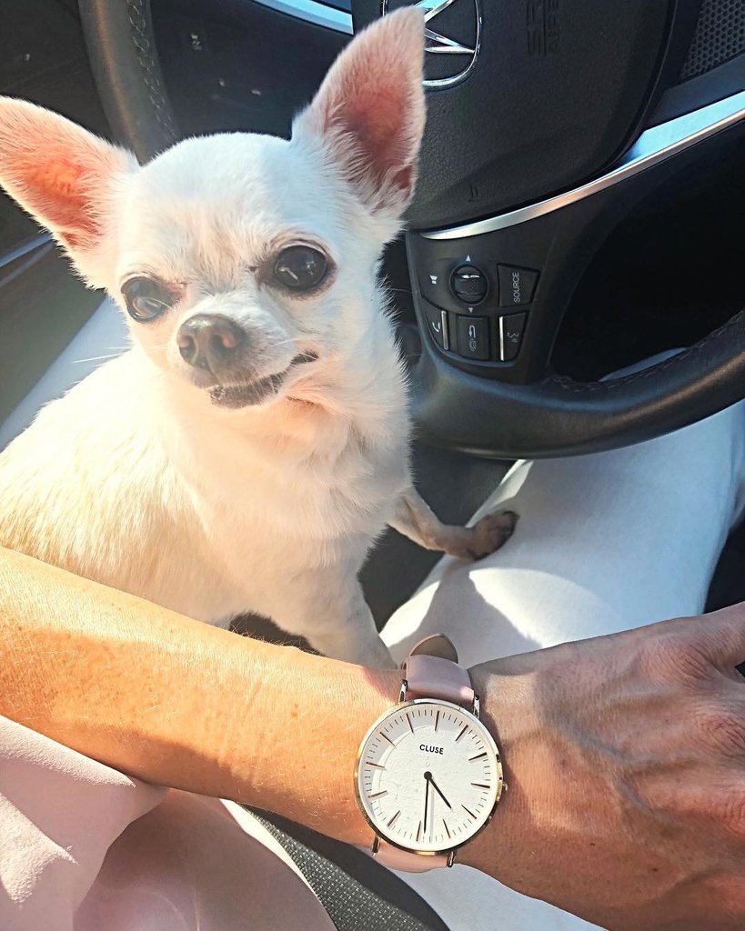 LacerdaTeam's tweet photo. #nationalwatchday Michele on our team is loving her #Cluse pink and rose gold watch. Its the prettiest watch ever!! Even her #dog Bella needed to jump in the picture. #clusewatches #nationalwatchday2019 #njhomes #buyersagent #doggy #instragram #nationalday #cluse #chihuahua https://t.co/9J23pclgOI