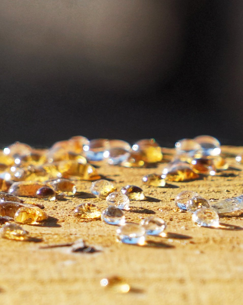 So <a href="/HarryShumJr/">Harry Shum Jr</a>, @DomSherwood1, <a href="/Kat_McNamara/">Katherine McNamara</a> and <a href="/LukeBaines/">Luke Baines</a> are nominated for <a href="/TeenChoiceFOX/">Teen Choice Awards</a> awards. Spectacular! Now help them win. Also the show <a href="/ShadowhuntersTV/">Shadowhunters</a>.  Neato! Now, here's my photo of sap on a fence, as promised.