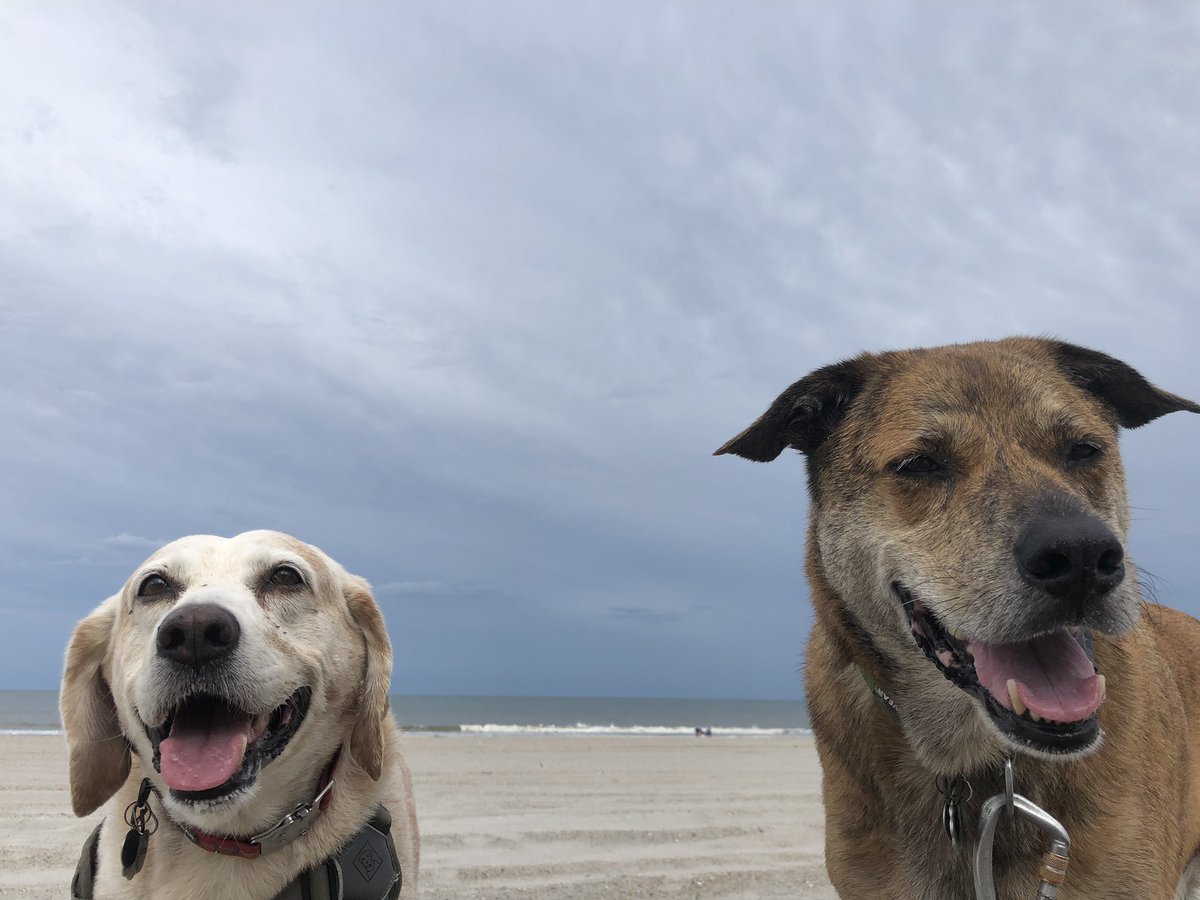 2TravelingDogs's tweet photo. This is Digby. Who has a friend who always closes his eyes in pictures? #saycheese #orcookies #2travelingdogs https://t.co/6WuZFBFyX1