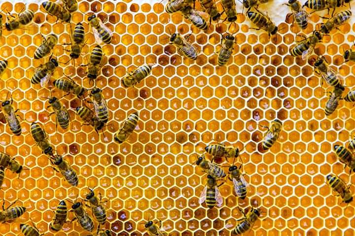 CajemeSoy's tweet photo. DATO CURIOSO

Las abejas obreras deben visitar 2 millones de flores para fabricar una libra de miel. https://t.co/M4bPMIcMYb