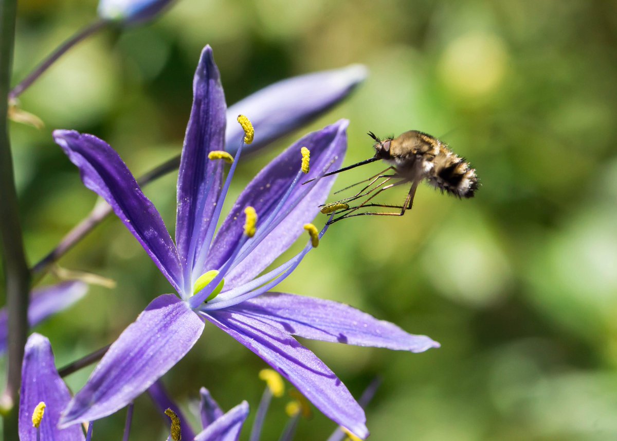 bombus_nevinii's tweet photo. For #pollinatorweek a reminder that pollination, while well performed by bees, is also carried out by flies. Weโve recently extended our investigation of pollen transfer to include these ubiquitous 2-winged insects. #Ashmanlab #pollen #fliespollinatetoo https://t.co/wFUe8qQC5r