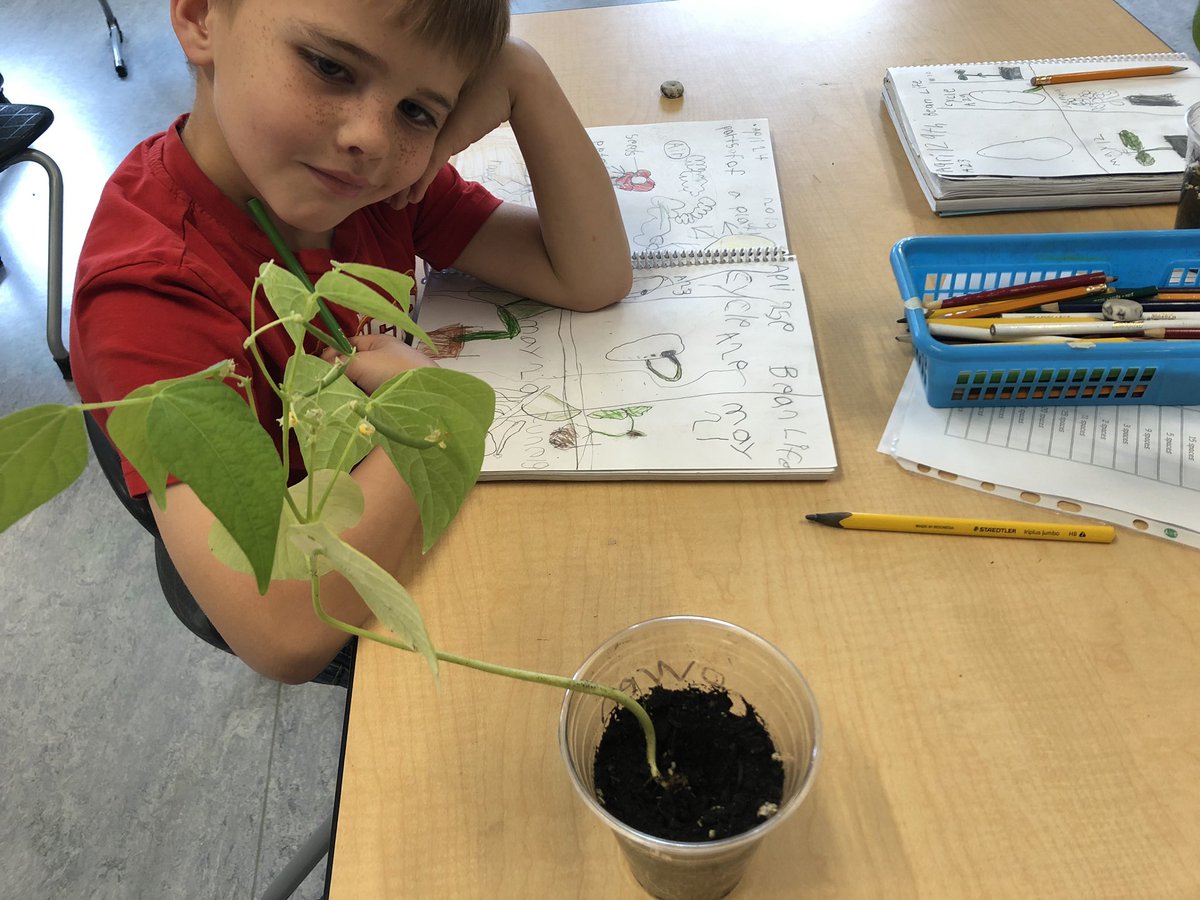 grade1Kearney's tweet photo. Final life cycle observation before bringing them home.  It’s bean a slice. https://t.co/QAwiB8j2JF
