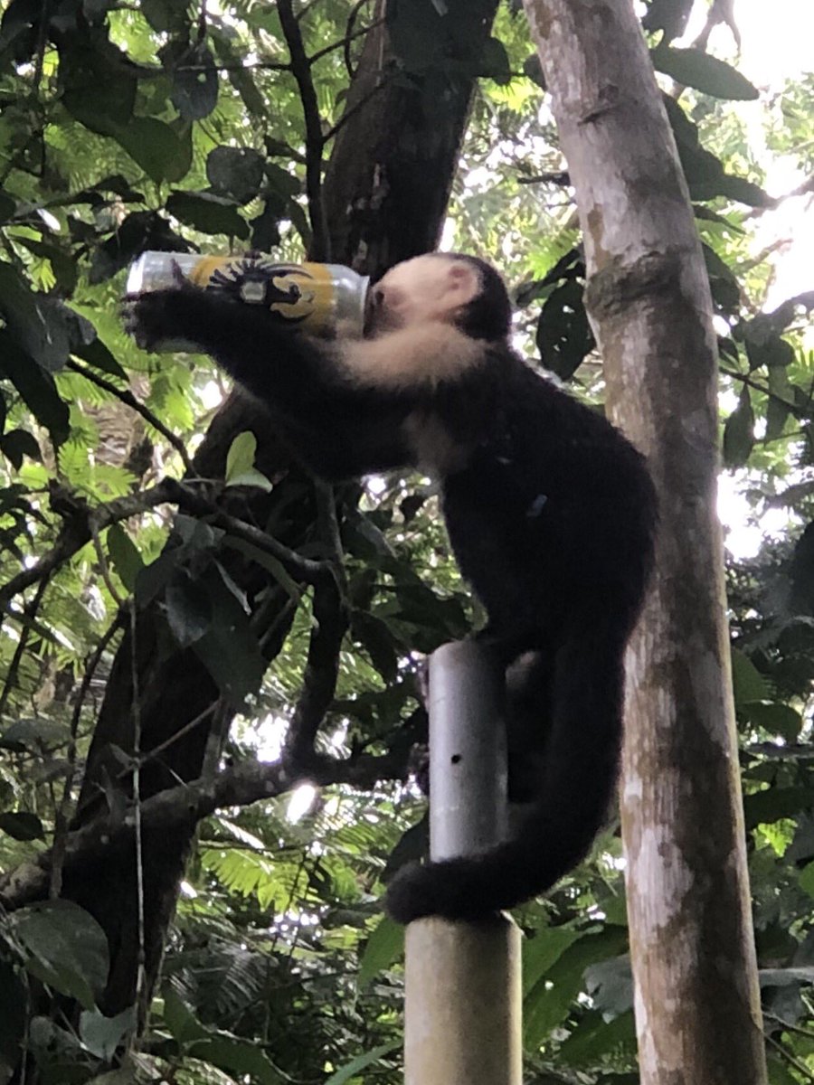 These monkeys are not positive role models for our students!
#costarica2019