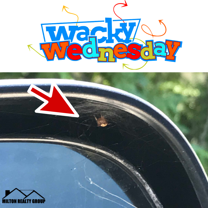 MiltonRealtyLLC's tweet photo. Gonna hitch a ride. Head to the other side...Poor Kevin hanging on for dear life. ๐คฃ๐ท๏ธ๐ธ๏ธ #miltonrealtygroup #kevin #gonnahitcharide #MRG #rentalproperty #Boston #propertymanagement #fuquayvarina #wackywednesday #fullservicepropertymanagement #rentalhomes https://t.co/gDF0jA5BNG