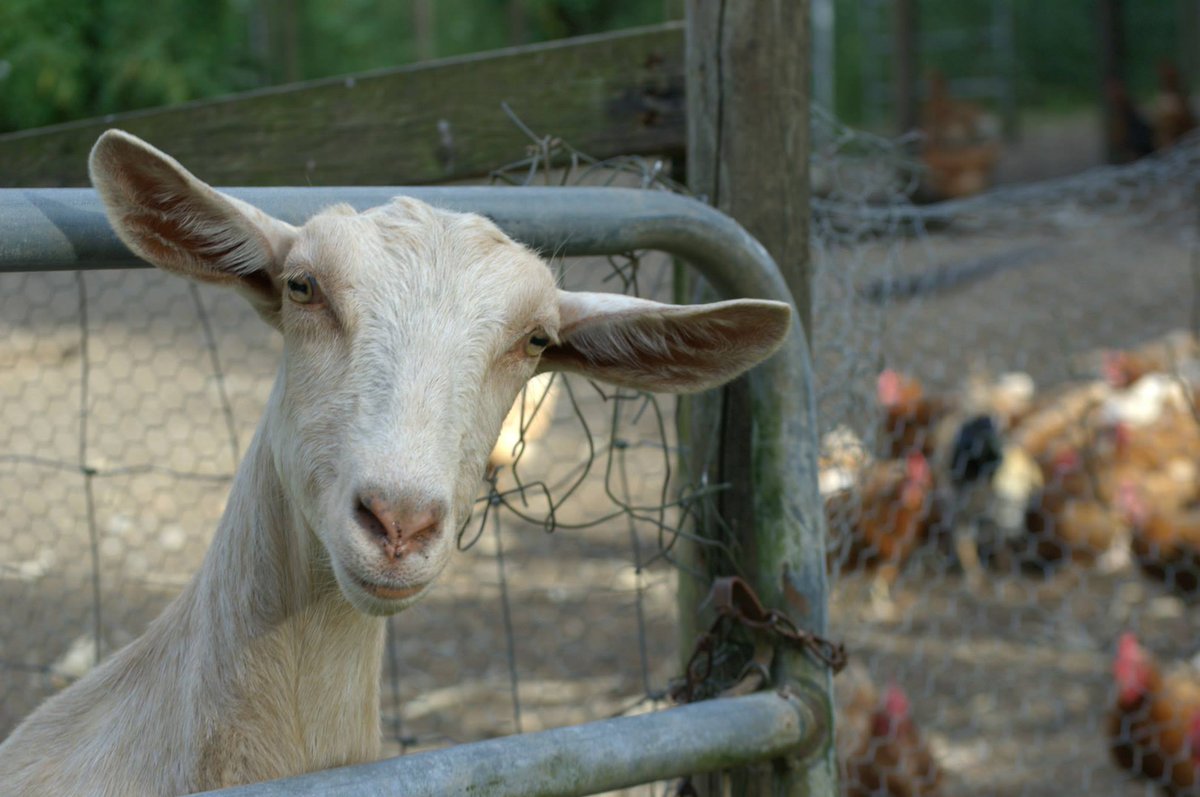 circlefarmtour's tweet photo. [Abbotsford] Goat’s Pride Dairy is a goat farm producing goat milk, yogurt, cheese &amp; soap. They also sell chicken &amp; duck eggs, &amp; water buffalo milk, yogurt &amp; cheese. 
 Learn more ➡️ https://t.co/3qvmsMu7f5
 📸: Goat’s Pride Dairy on Facebook
[#CircleFarmTour] [#ExploreBC] https://t.co/AR4kc9ZO4G