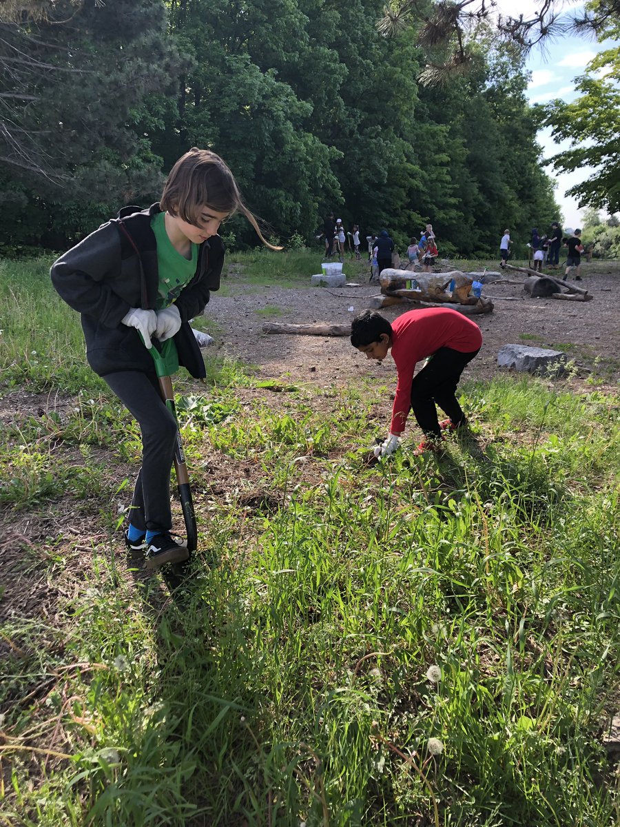 boyce_niki's tweet photo. Massey students hard at work weeding our Outdoor classroom. Thanks Massey students for being environmental stewards today,  especially in the heat! @kozovski_kathy @MasseyStreet_PS https://t.co/cx8jUlNa3s