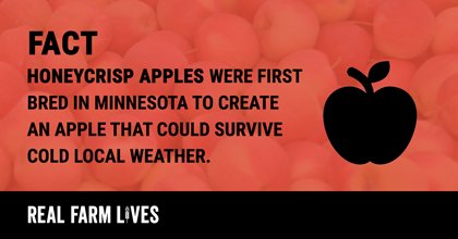 The Ardiels grow 10 varieties of apples, each with their own distinctive flavour and appearance. Find out how they use modern farming innovations to grow great apples: bit.ly/2POHTjx