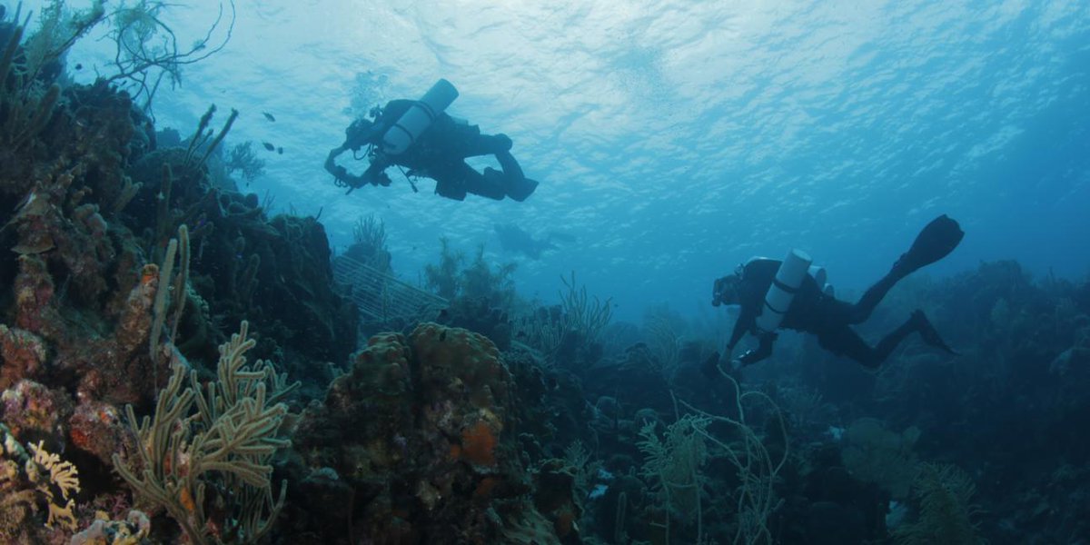 Pim Bongaerts (@pimbongaerts) on Twitter photo Looking for a postdoc (2.5yrs) to join my lab at the <a href="/calacademy/">California Academy of Sciences</a>! Come work with us on an exciting new #HopeForReefs project, leveraging genomics to study reef-wide patterns of scleractinian coral diversity. Please RT š
Ad: calacademy.snaphire.com/jobdetails?ajiā¦
Lab: pimbongaerts.com/people š§ Looking for a postdoc (2.5yrs) to join my lab at the <a href="/calacademy/">California Academy of Sciences</a>! Come work with us on an exciting new #HopeForReefs project, leveraging genomics to study reef-wide patterns of scleractinian coral diversity. Please RT š
Ad: calacademy.snaphire.com/jobdetails?ajiā¦
Lab: pimbongaerts.com/people š§