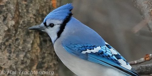 BirdNoteRadio's tweet photo. We don’t know why some species of birds have crests and others don’t, but we do know birds use them to send signals. Learn what a bird’s saying with its crest on today’s BirdNote: https://t.co/Bo5cuuMhhw https://t.co/vAT7hiQmCs