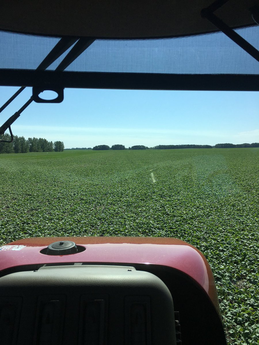 This L233P is off to an awesome start. Let’s hope the flea beetles, cutworms, and gophers bugger off and we get to harvest it #BASF