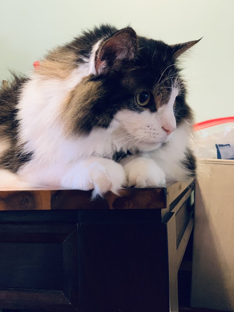 MthrFinPrincess's tweet photo. #WalterBean #MtGCat https://t.co/ww10VOahHv