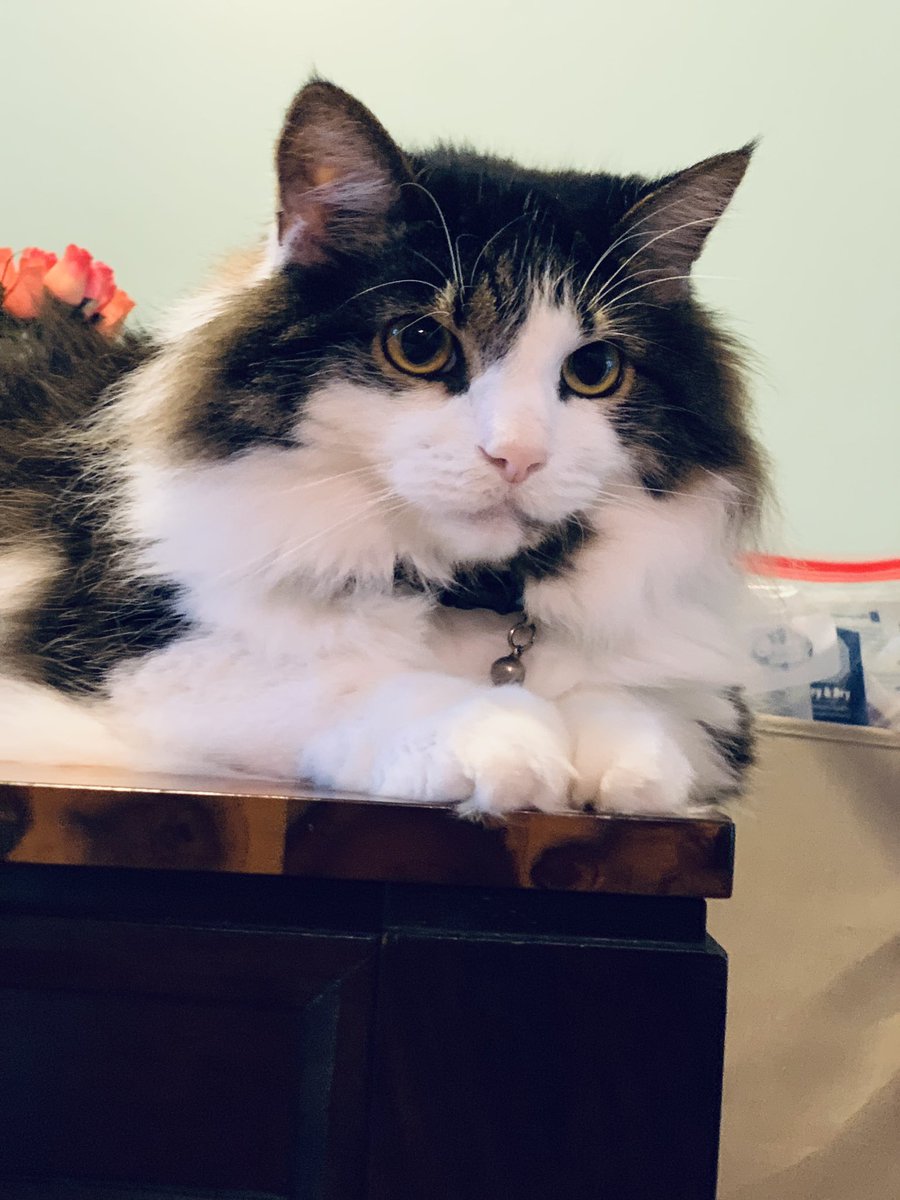 MthrFinPrincess's tweet photo. #WalterBean #MtGCat https://t.co/ww10VOahHv
