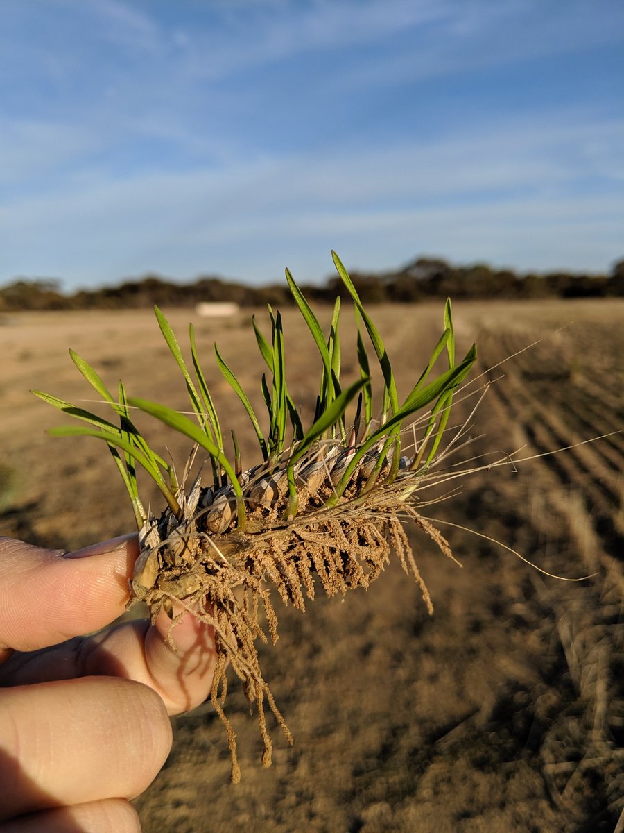 Marshall Crook tweet media
