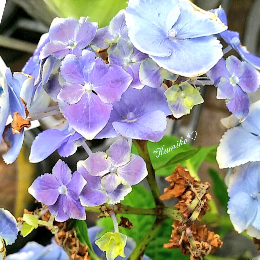 ku6901's tweet photo. 6月20日
ますます目が悪くなる😓
.
#紫陽花 #あじさい #アジサイ 
#hydrangea #light_blue #purple 
#花のある暮らし #花写真 #花便り 
#花日記 #花通信 #お写ん歩 
#はなまっぷ #花は癒し #お花大好き 
#日本 #梅雨 #花の香り #七変化 
#flower_life #flower_photo #healing 
#flower #photography https://t.co/LADin4I8WF