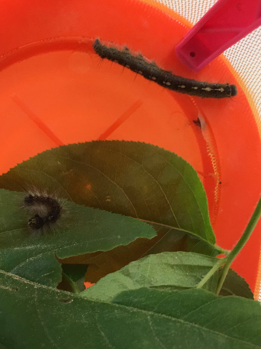FDKBuchan_LDSB's tweet photo. #Kindergarten @Centennial_LDSB We need to look closely &amp; identify these 2 caterpillars to see if we can create a habitat and find food for them. #inquiry https://t.co/zXgpH9kqD7