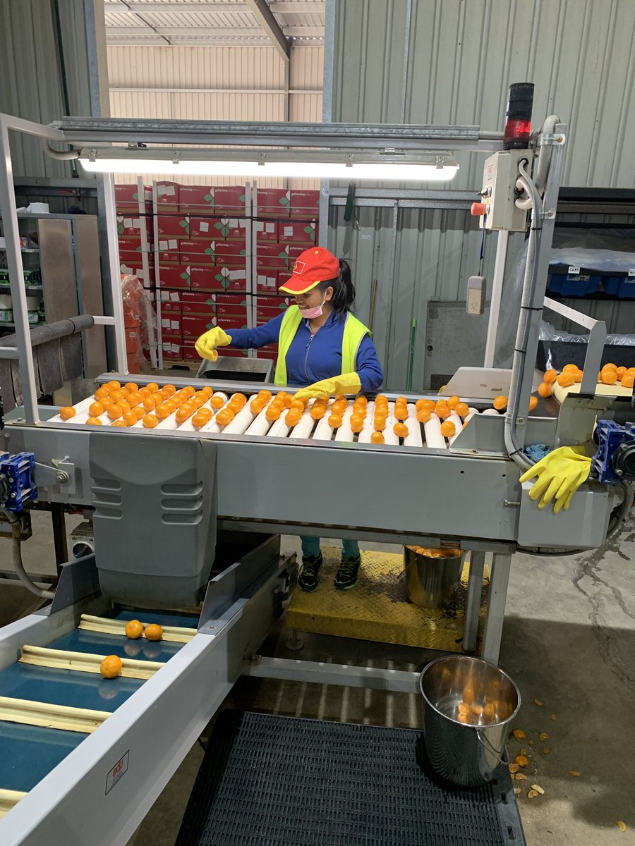 SWP_TL's tweet photo. The SWP Liaison met with a group of citrus pickers in Eastern NSW 🍊🍋
The grower has grown for three years and now has over 40 Timorese at the farm! 🇹🇱 
The farmer says that the SWP offers reliable, trained workers which gives him piece of mind to grow his business. 
Well done! https://t.co/YUcpr9ui2l
