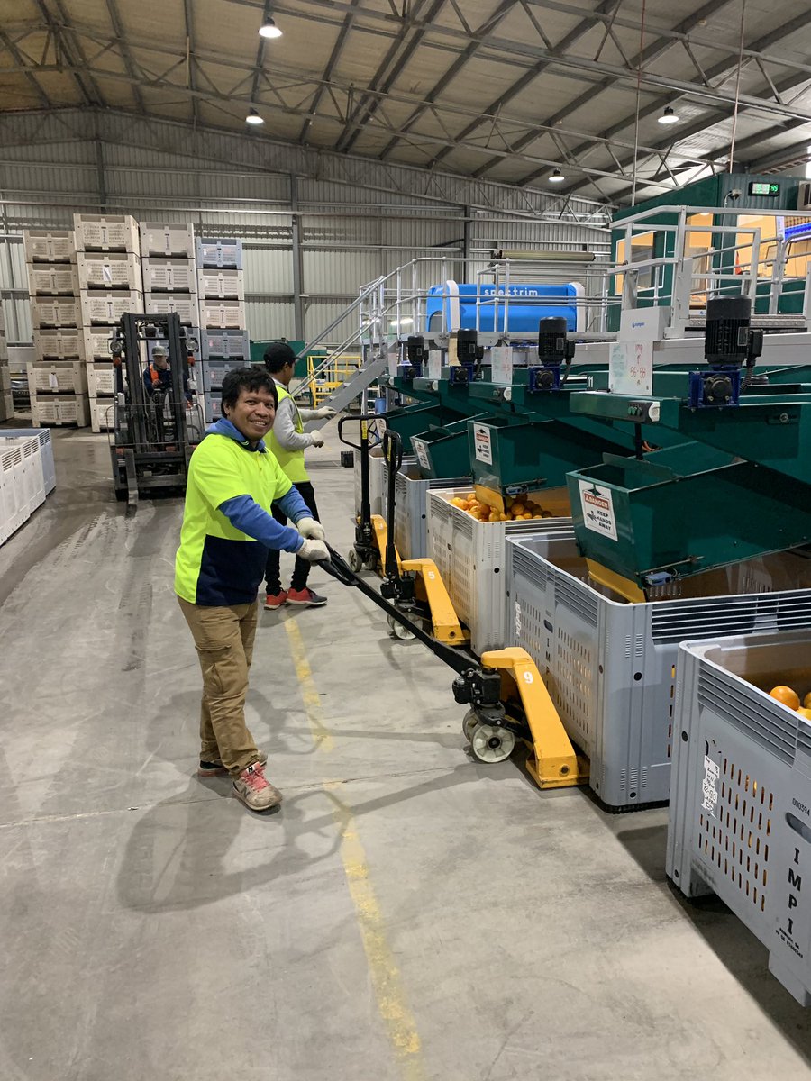 The SWP Liaison met with a group of citrus pickers in Eastern NSW 🍊🍋
The grower has grown for three years and now has over 40 Timorese at the farm! 🇹🇱 
The farmer says that the SWP offers reliable, trained workers which gives him piece of mind to grow his business. 
Well done!