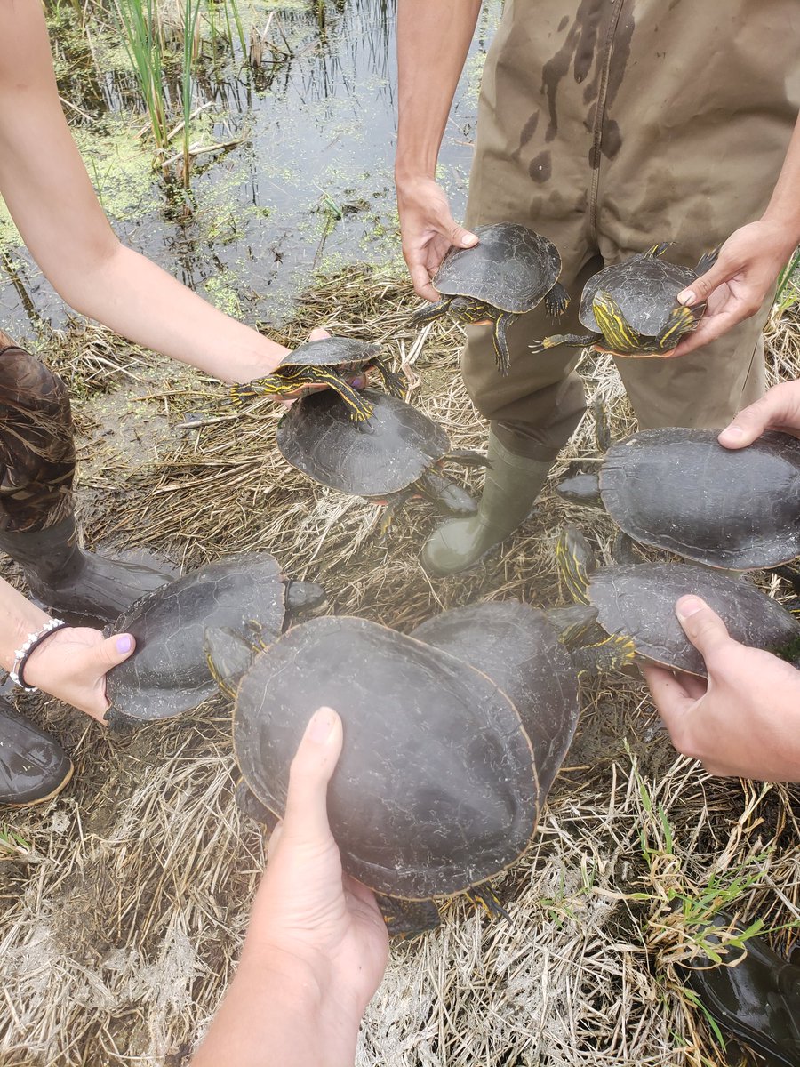 After 2 unsuccessful trapping attempts we stopped and asked a toad for directions to the turtles and caught 9 painted turtles! So when in doubt, ask a toad for directions 😉🐢🐸