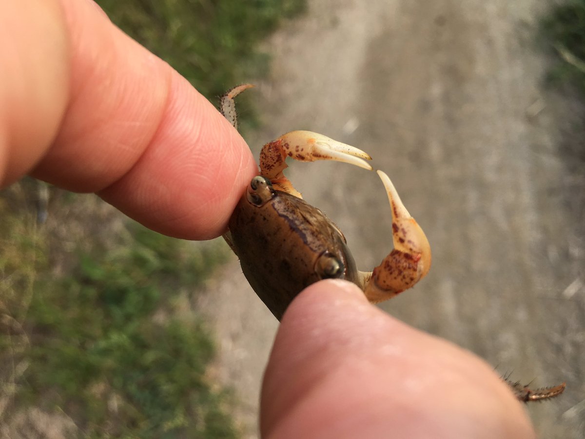 お絵かき工作教室とかイラストとか カニ っ こんなとこにもいるのか うれしい とりあえずキャッチ まじまじ観察 そしてリリース 元気でねぇ カニ