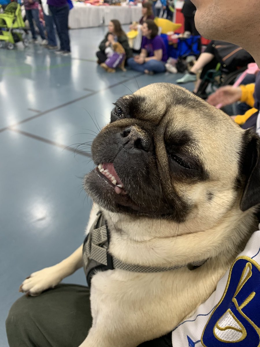 puggitypug's tweet photo. Q3: What water activities does your pug enjoy? #PugChat A4: drinking and peeing.  Bah dum tssss https://t.co/EDZiMeRvyL