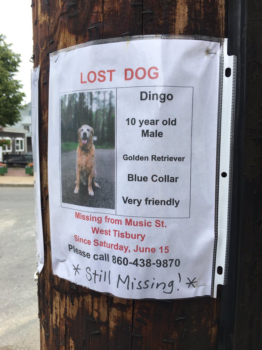 RT <a href="/CaleighMartin/">Caleigh</a>: hey peeps pls retweet so we can find this little angel, he’s lost on martha’s vineyard. we gotta find him 😩 #lost #pets