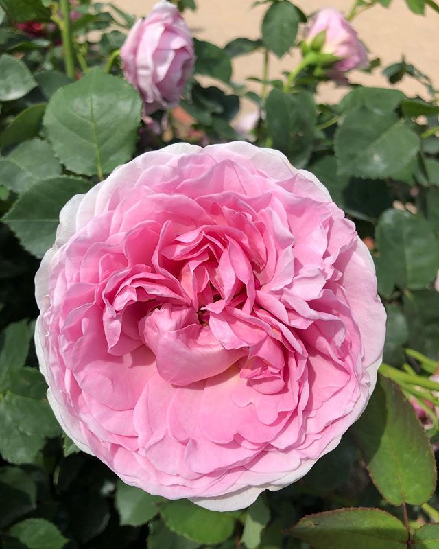 ライラックローズ