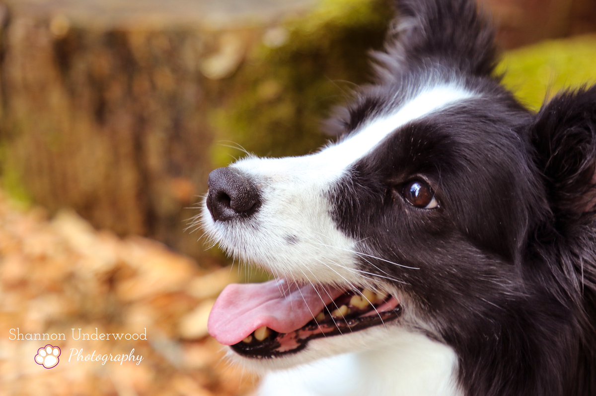RayandMagic's tweet photo. I love my beauty spot. #rayandmagic #rayandmagicagt #magic #magicthebordercollie #bordercollie #beautyspot #agt #agtauditions #agtfans #nbc #dancingdog #dogdancing #dogdancer https://t.co/xfMdaqq0Nk