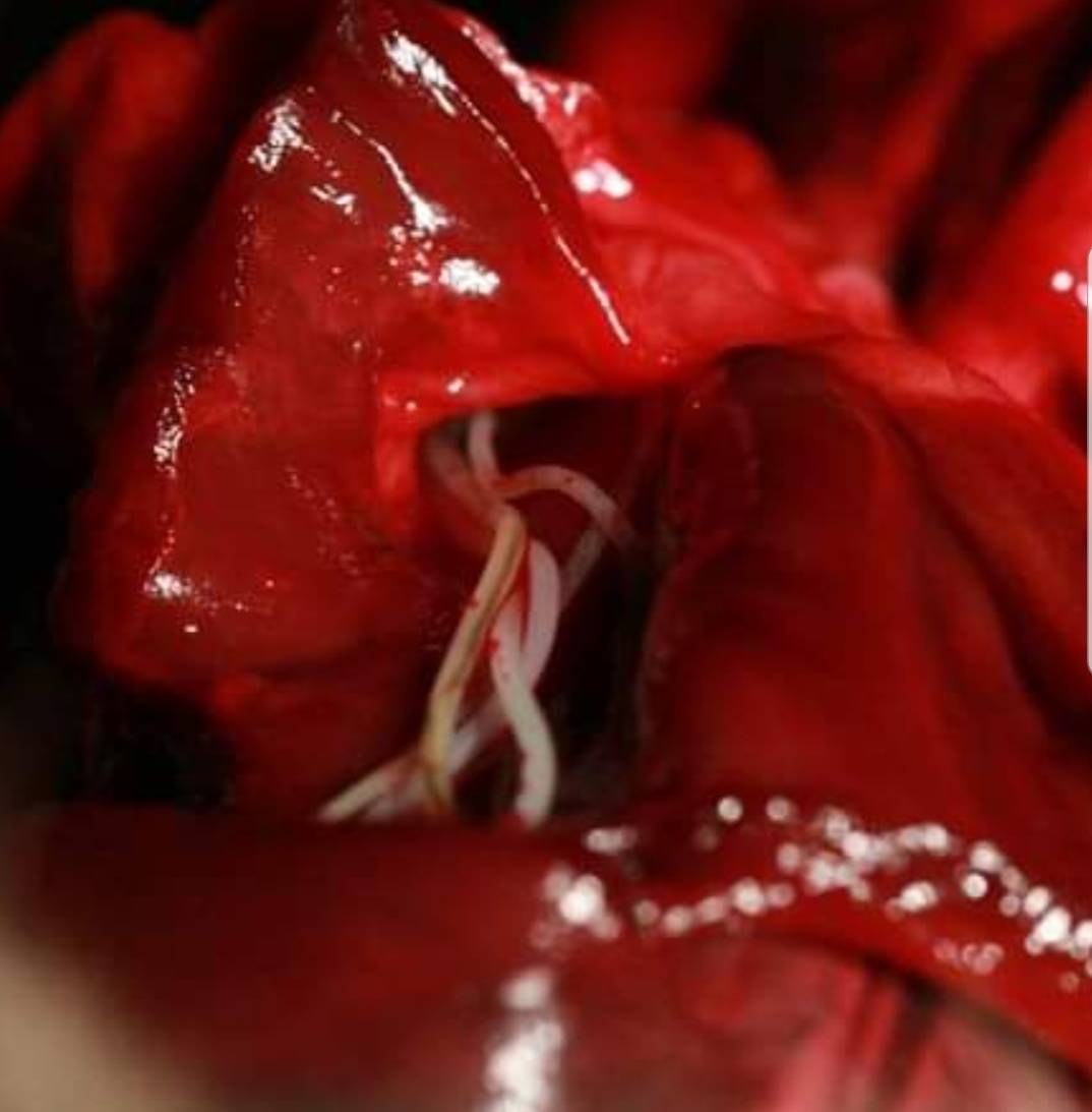 AMSHVets's tweet image. Good news, heartworms are preventable! Ask us for a heartworm test and prevention at your pet's next visit.

#amshvets#tulsaoklahoma #brokenarrowoklahoma #heartwormprevention #ProHeart6 #RevolutionPlus