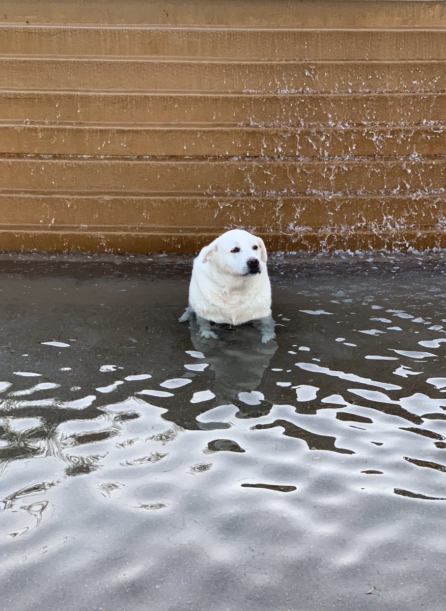 This is Ron. He reserved the fountain for his pool party this evening but nobody showed up. Still hoping they’re on their way. 13/10 sit tight Ron i’m coming