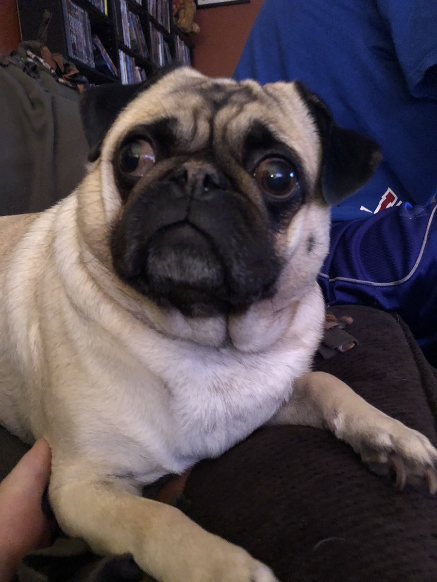 puggitypug's tweet photo. Q5: Does your pug have any gray hairs (or as @ChubbsTheWampug would say, "happy hairs") ? #PugChat A5: only Mr Scoons underneath his chin. He’s going for a salt and pepper, George Clooney loook. Nailing it too https://t.co/PseQ7yUDMV