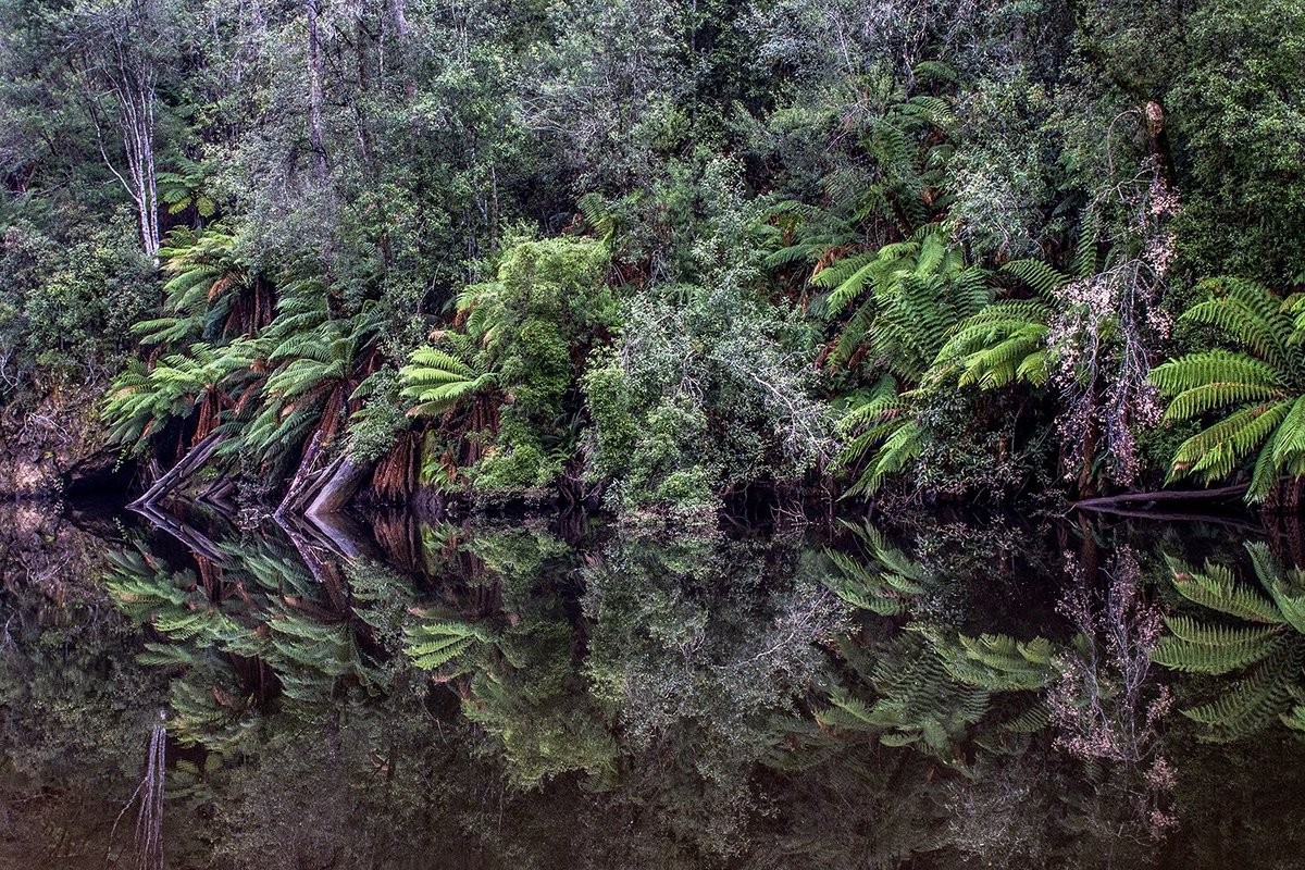 TasPhotos's tweet photo. @LeonCompton Highly recommend a visit to the Fernglade Reserve when in Burnie! https://t.co/U14T66esVg